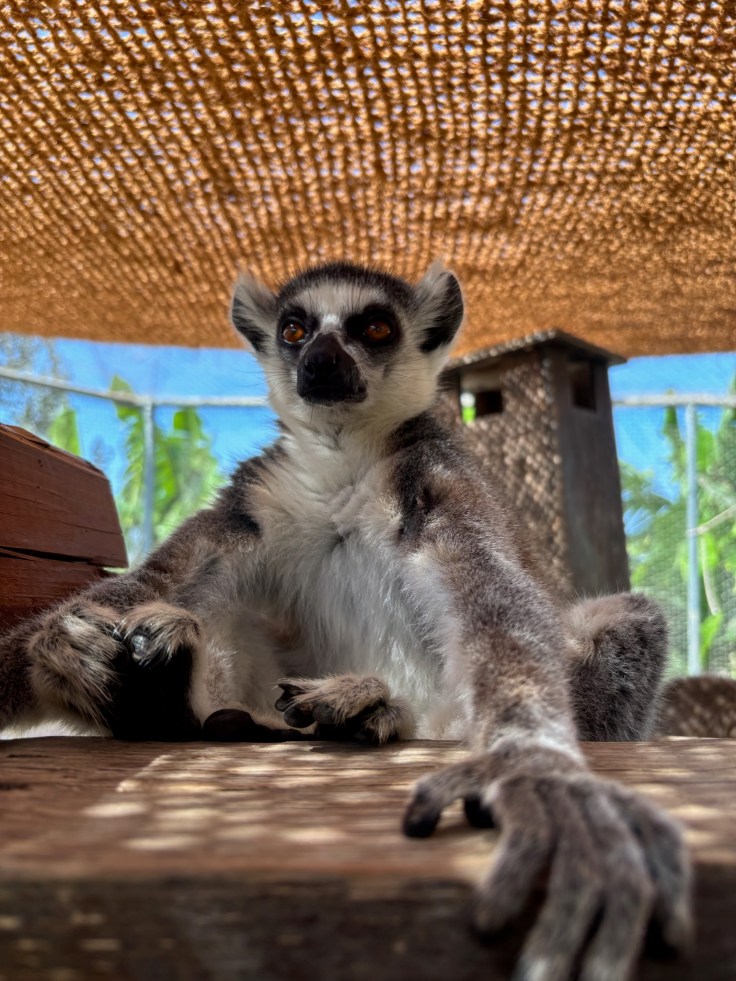Close‑up of a ring‑tailed lemur sitting under a shaded canopy at Farma of Rhodes.